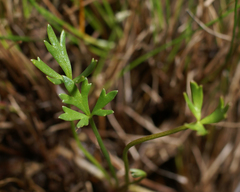 Ranunculus glabrifolius