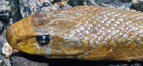 Northern Brown Snake