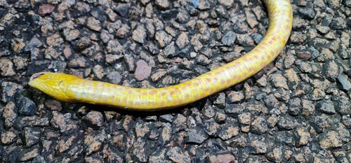 Northern Brown Snake