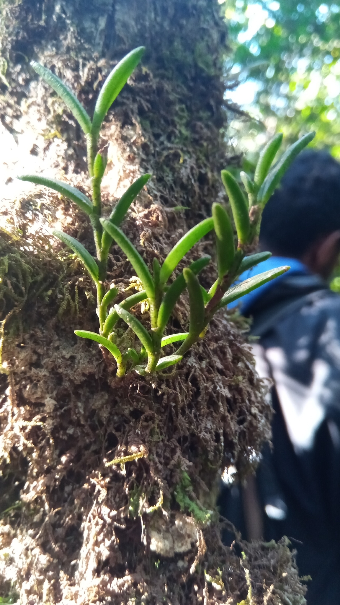 Angraecum humblotianum Schltr.