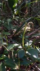 Peperomia tetraphylla image