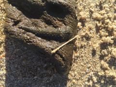 Glossiphoniidae