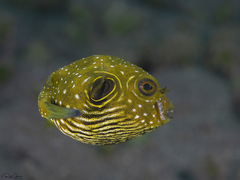 Stripebelly Puffer photo 3
