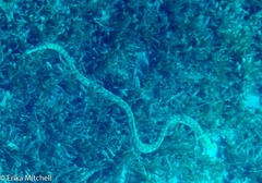 Myrichthys breviceps