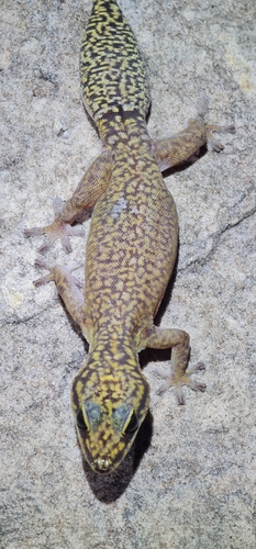 Dotted Velvet Gecko, Oedura gemmata