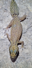 Dotted Velvet Gecko