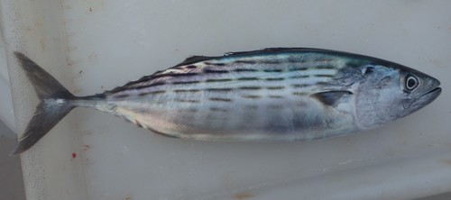 Australian bonito (Sarda australis) — Scombridae — 2