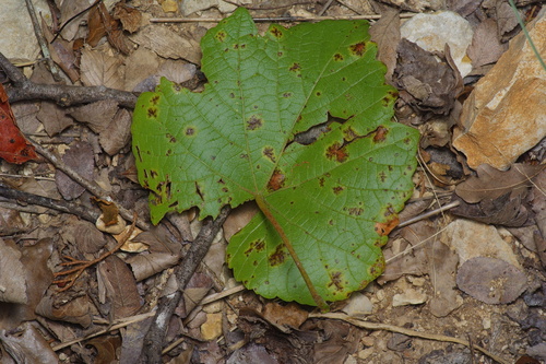 Image of Vitis cinerea by (c) Michelle W. （鍾偉瑋）, some rights reserved (CC BY)