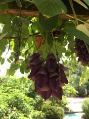 Mucuna cyclocarpa
