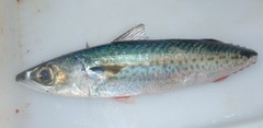 Scomber australasicus