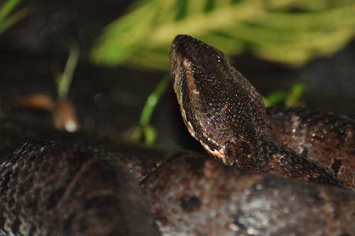 Bothrocophias campbelli