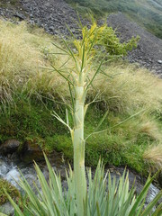 Aciphylla scott-thomsonii