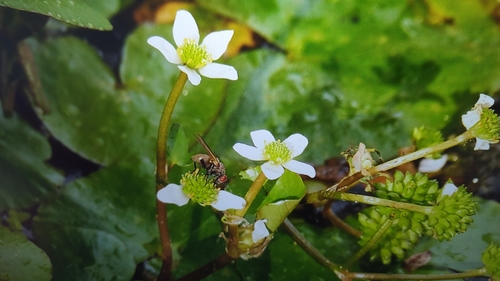 Image of Caltha natans by (c) Ochirnima Nimaev, some rights reserved (CC BY)