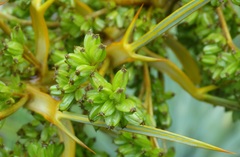 Aciphylla scott-thomsonii