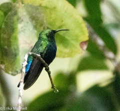 Eulampis holosericeus