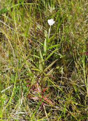 Epilobium pallidiflorum