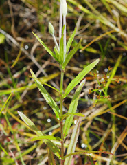 Epilobium pallidiflorum