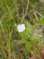 Epilobium pallidiflorum