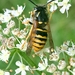 Dolichovespula sylvestris - Photo (c) lowstanger, alguns direitos reservados (CC BY-NC), uploaded by lowstanger