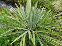 Aciphylla scott-thomsonii