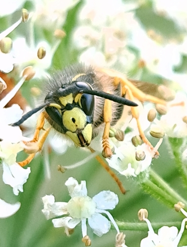 Tree Wasp