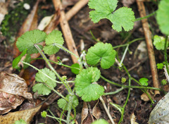 Hydrocotyle robusta