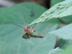 Panorpa submaculosa