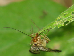Panorpa submaculosa
