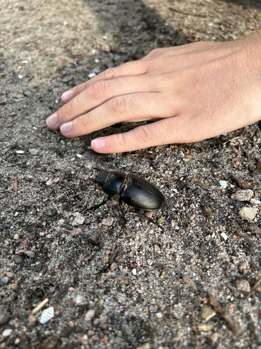 European Stag Beetle, Netherlands, photo 5 of 10