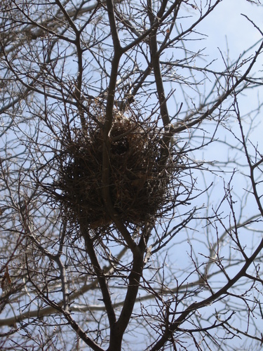 Auriparus flaviceps