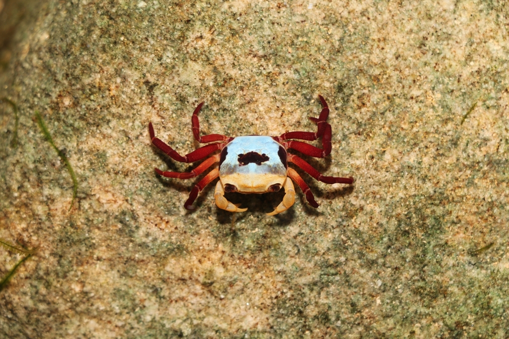 Lepidothelphusa