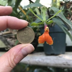 Epidendrum pseudepidendrum
