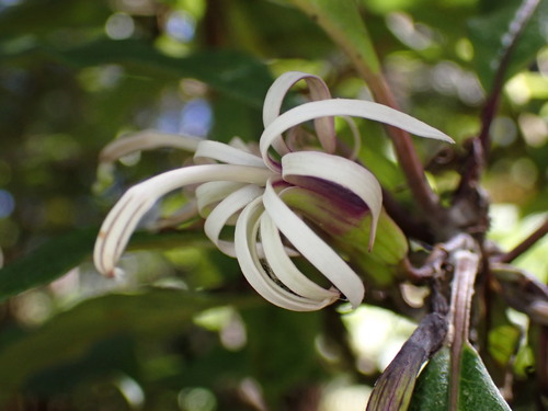 Image of Clermontia parviflora by (c) Cricket Raspet, some rights reserved (CC BY)