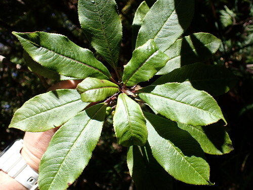Image of Clermontia parviflora by (c) Cricket Raspet, some rights reserved (CC BY)