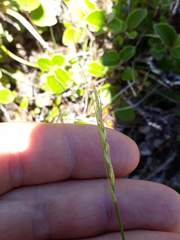 Carex minor