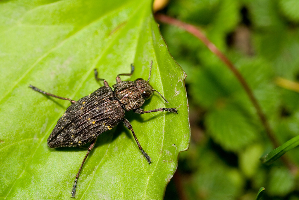 Dicerca kurosawai