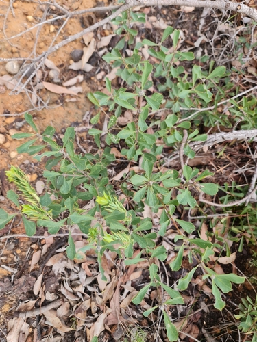 Image of Pimelea suaveolens by (c) Belinda Forbes, some rights reserved (CC BY)