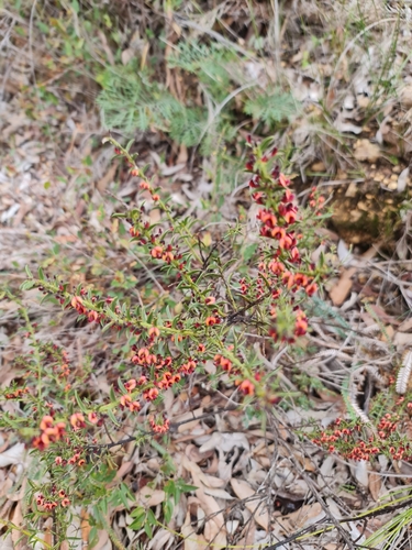 Image of Daviesia decurrens by (c) Belinda Forbes, some rights reserved (CC BY)