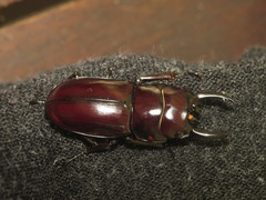 Prosopocoilus torresensis