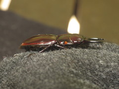 Prosopocoilus torresensis