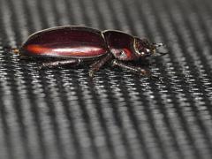 Prosopocoilus torresensis