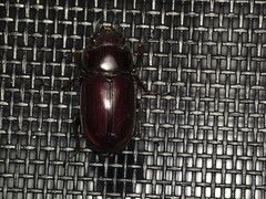 Prosopocoilus torresensis