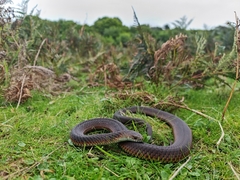 Copperhead Snake photo 1