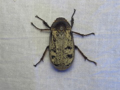 Dermolepida albohirtum