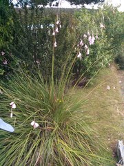 Dierama pendulum
