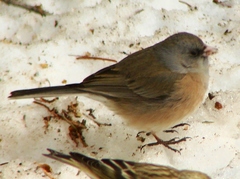 Junco hyemalis mearnsi