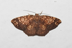 Nematocampa