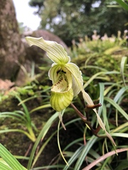 Phragmipedium pearcei