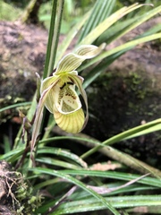 Phragmipedium pearcei