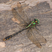Ophiogomphus mainensis - Photo (c) Denis Doucet,  זכויות יוצרים חלקיות (CC BY-NC), uploaded by Denis Doucet